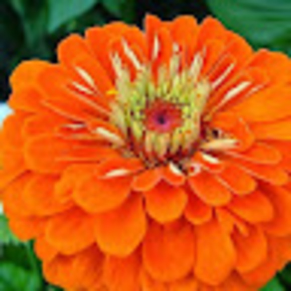 Meet your Posher, Elizabeth - Picture 1 of 1